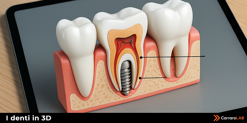 I DENTI: ANATOMIA E FISIOLOGIA IN 3D
